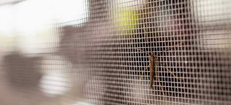Repair Mosquito Mesh For Windows in Sherbrooke, Quebec